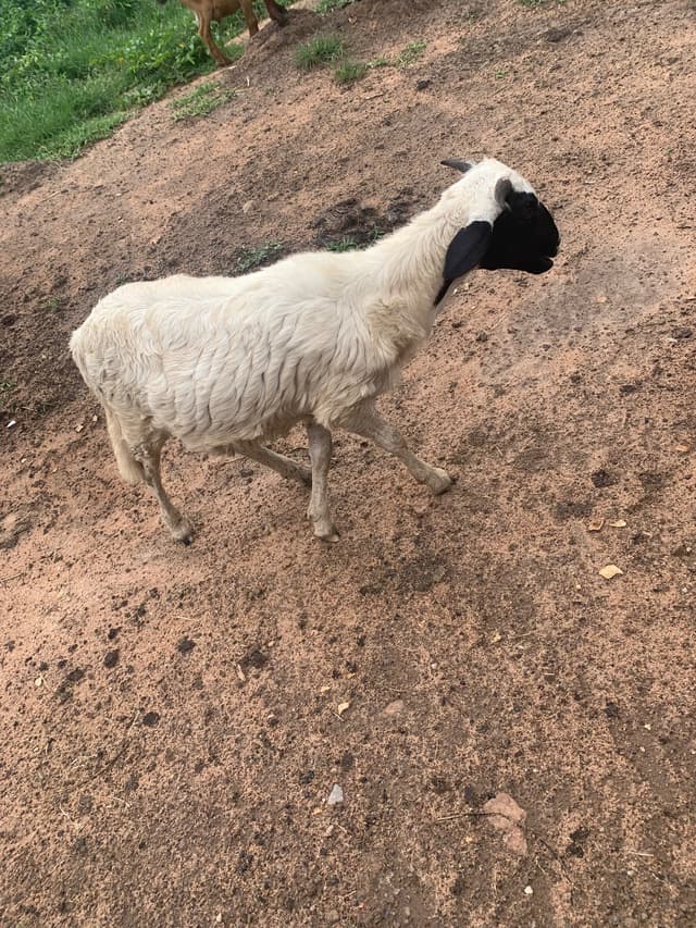 Ram